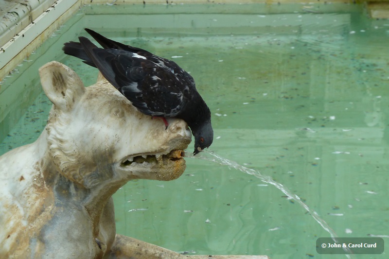 P1030244 Pigeon drinking.JPG